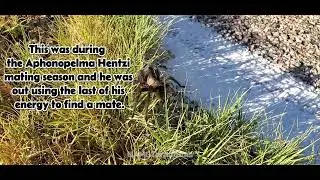 Old Injured Wild Male Aphonopelma Hentzi #wildtarantula #tarantula #tarantulavideos
