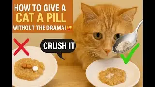 Petchrip- How To Give Your Cat Pills Without A Fight 🐾  Tips From A Real Cat Owner