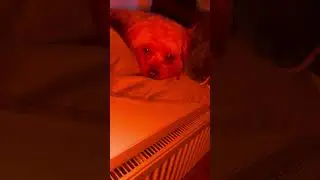🐶#dog#собака#животные#pets#doglover#dogshorts#рек#like#love#cute#toys#puppy#dogs#shortvideo#shorts