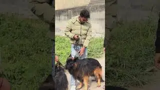 Poland import german shepherd # germanshepherd #dogs #IMPORT