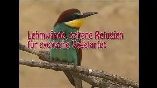 Lehmw&auml;nde, seltene Refugien f&uuml;r exotische Vogelarten