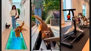 🧠🐱🐶IQ 500? Cat vs IQ 1? Dogs: Ultimate Compilation #funny #cat #dog