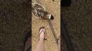 The Birds of This Land Homestead Try Watermelon For the First Time!
