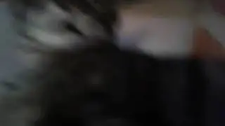 Yeni kedimiz behlül