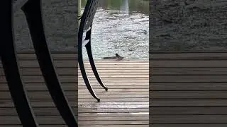 Parents of barn swallow fledgling ATTACK me while filming!!      #barnswallows #fledgling
