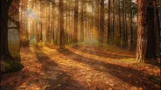 Breathe in Autumn 🍁 Peaceful Music for Overthinking and Deep Mind Relaxation