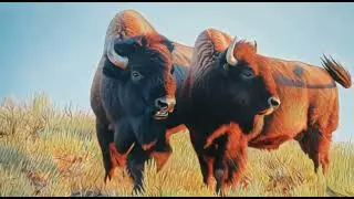 Bison Father and Son Have 