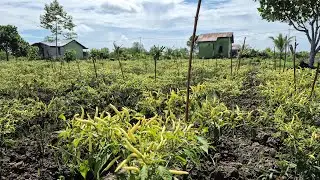 TANAMAN CABE & SAYURAN TUMBUH SUBUR DI  LAHAN PAK MARNO: KONDISI LAHAN WARGA SETELAH DITANGGUL
