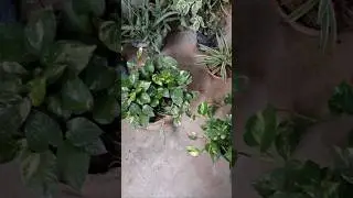 Mini vlog 1 #dailyroutine #plantation #gharkakhana #desihomegym #shortfeed #ytshorts #fyp #minivlog