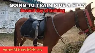 Part 1 - Training of a filly | How to Train a young Horse