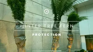 Massive Tree Ferns wrapped up for Winter - @palmdaddy