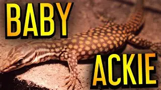 Cutest Monitor Lizard in THE WORLD! | Ackie Unboxing