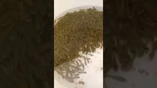 Fish seed of saul.Channa marulius#breeding #fishbreeding#embryo#egg #fishhatchery#fish#larva#machli