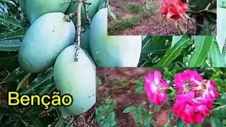 As Bençãos 🙏 que a Terra nos proporcionam #roça #benção 
