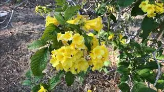 Tree with Yellow Flowers