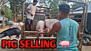 Piglet selling pig  || pig selling tripura pig farm (Ep-6)#pig #pigfeed #pigfarming