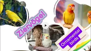 Large Aviary with Ornamental Birds |Garden Birds ❄️🕊️قفص طيور كبير مع طيور زينة | طيور الحدائق ❄️🕊️