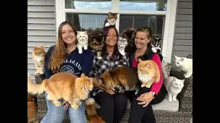 Swarm of Cats