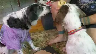 BarkBox June Breakfast Box
