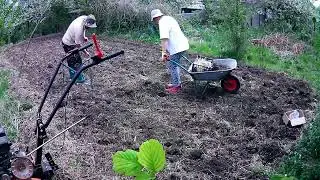 Картофель с вермикомпостом