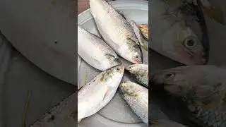😲 5000tk/kg Hilsha Fish