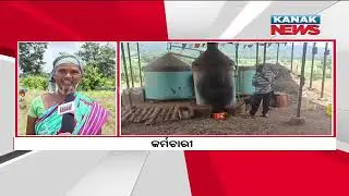 Bazaar Halchaal: More Money In Lesser Time, Farmers Cultivate Lemon Grass In Gajapati