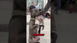 Brave Dog Stands Up to a Bully 😱