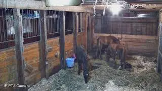EquineRescueNetwork Live Stream