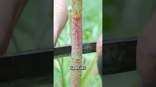 The Unkillable Plant That CRUNCHES!