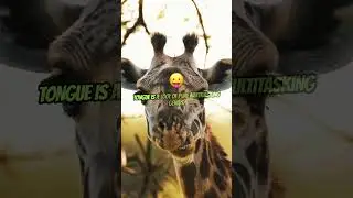 The Giraffe&rsquo;s Astonishing Tongue: A 20-Inch Multitasking Marvel
