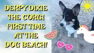 DERPY DIXIE THE CORGI - FIRST TIME AT THE DOG BEACH!