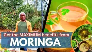 Moringa Magic 🌿 | The Miracle Superfood Transforming Our Health, Meals & Chicken Farming!
