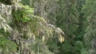 Forest Canopy Research-10 , USA, WRCCRF. Кран  крона леса (59sp)
