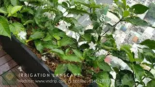 TƯỚI TỰ ĐỘNG S&Acirc;N THƯỢNG || HUNTER BTT || TƯỚI BAN C&Ocirc;NG
