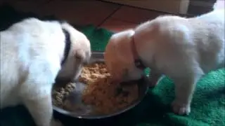 Pups4weken
