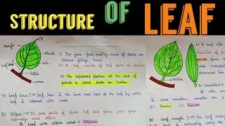 Leaf structure || structure of leaf || structure and functions of leaf || leaf