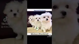Maltese Puppies for Sale Singapore 88 Euro Pets Call 81352277
