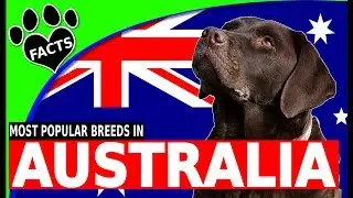 The Top 10 Most Popular Dog Breeds in Australia - Dogs 101