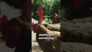 Scooter or Strut -  The Chicken's Dilemma #shortsviral #shortsvideo #shortsfeed #weird #chicken