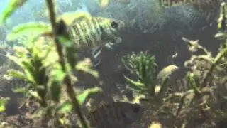 Ice fishing hole, underwater HD camera captures plenty