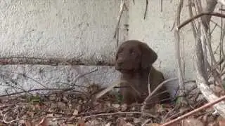Picking up our chocolate labrador puppy 8 weeks old