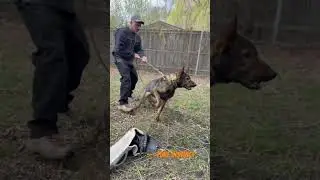 Приз утерян. Угроза устранена &mdash; Tigerhillk9 #защитапоместья #защитаактивов #защитасемьи #gsd
