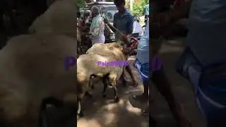 Big size Nellore sheeps heavy weight 🐑