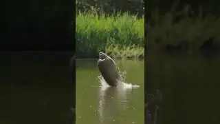 Have you ever seen a carp show like this? 👀🤯🙋&zwj;♂️ #bigcarp #carpfishing #short  #carp