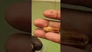 how to grow date palm trees from seeds | How to germinate date palm seeds at home