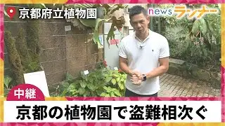【中継】京都府立植物園で植物の盗難が相次ぐ　栽培難しい一株数万円の植物が株ごと盗難も　営利目的の疑いも【関西テレビ・newsランナー】