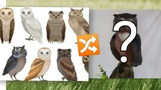 DIY- CORUJA FEITA COM CIMENTO