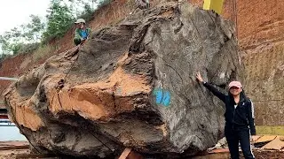 Giant Wood Saw // Danger Always Lurks, Sawing Giant Thousand Year Old Tree