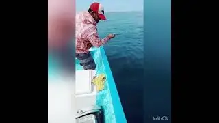 Pesca de garropa cola de escoba(Carlos kilo lucero)35 kilos de poder linea del 120