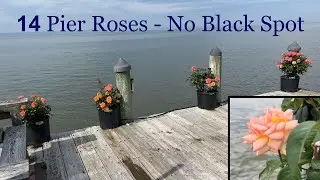 🌹 14 Pier Roses, No Black Spot / Pier Rose Garden Tour w/ Commentary